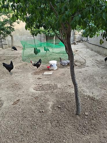 quş yarım tip: 6 ayliq xoruz dur 3 klo.yarim eti.var unvan Bileceri — 4