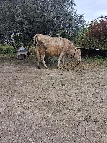 inək sagan: Dişi, il: 9, Südlük, Ünvandan götürmə — 1