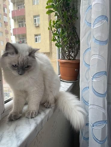 broyler yemi: Dişi — 4