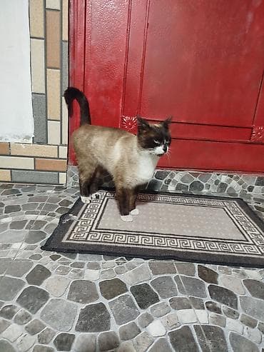 pisik latok: Siam — 2