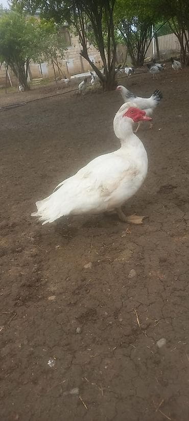 heyvan satisi tap az: Erkək, | Lal ördək, Damazlıq — 7