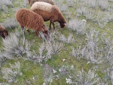 Dişi, Qala, il: 2, 60 kq, Damazlıq, Ünvandan götürmə