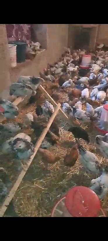 toyuq cüce: 1 Kq 200 Əti var Siribriz Cücələrdi qiymət 6 azn ətrafli məlumat üçün — 6