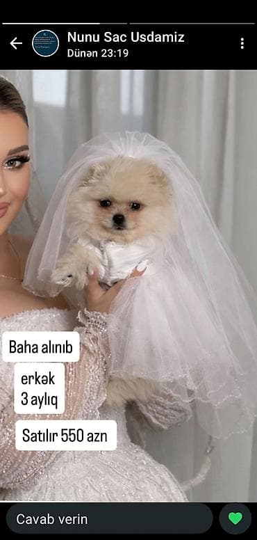 dele heyvan: 3 ay, Erkek — 1