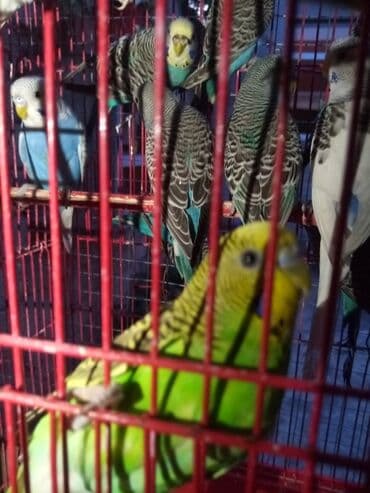 İtlər: Tutuquşları — 6