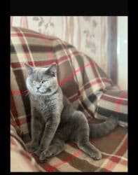 pişiyi: Britan, Dişi, Ünvandan götürmə — 4