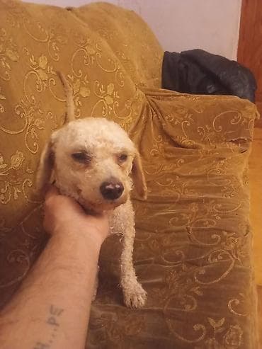 tula it: Yaxşı əllərə — 9