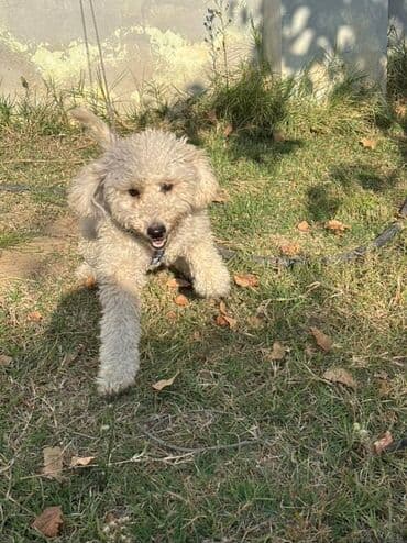 сколько стоит щенок акита ину: Пудель, 7 месяцев, Самец, С прививками, Самовывоз — 2