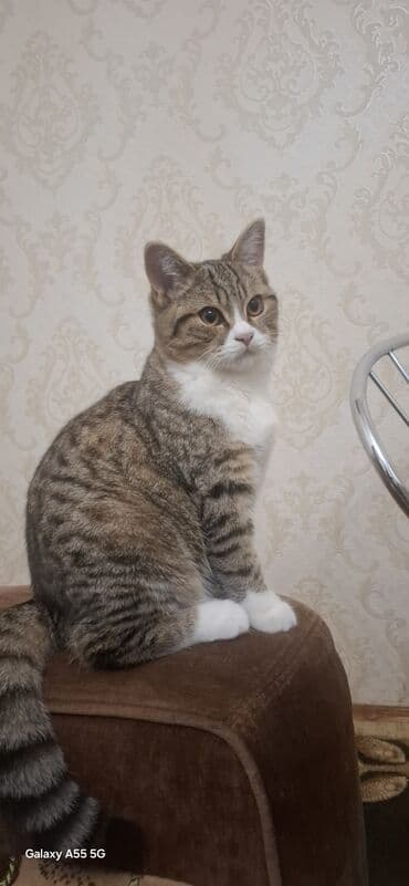 шиншилла кошка цена: Britan pişiyi 3 aylıq baladı.six yumusaciq tükleri saglam mehriban — 10