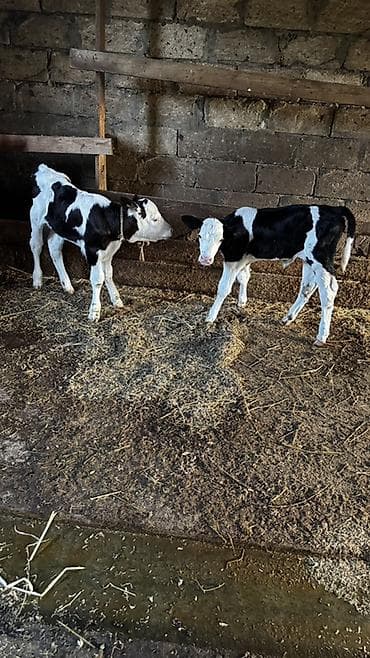 mal satisi: Simmental buzovlar satılır.İkisi də dişidir. Ekiz buzovlardır.Anaları — 7