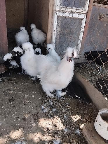 quşlar: Toyuq, Damazlıq — 1