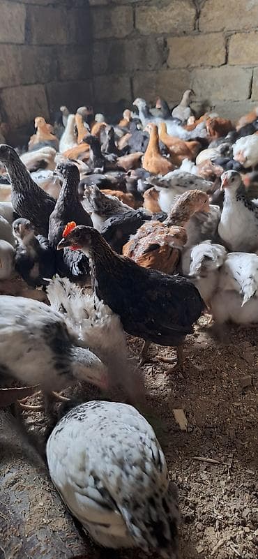 yumurtayan toyuqlar: Toyuq cücələri, Damazlıq — 7