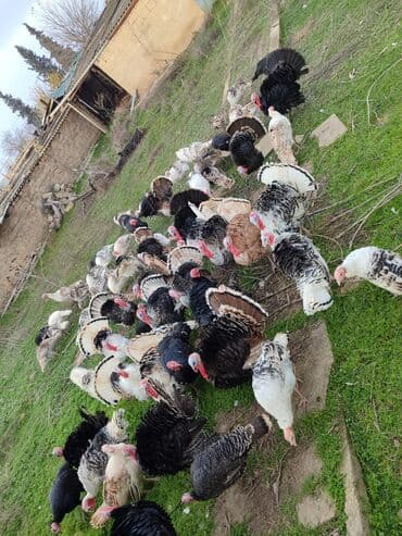 Hinduşka sürüsü satılır. - Növlər: müxtəlif rəngli və zolaqlı yerli