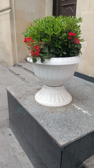 саженцы малины тарус: Qazon landşaft #qazon #torf #torf250litrlik Ekolayf #ekolayf balaken — 15