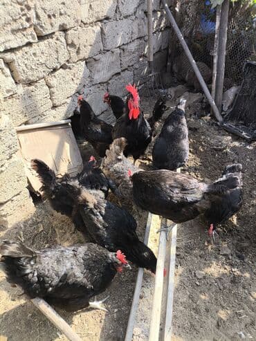 arpa bugda: Toyuq, Damazlıq — 1