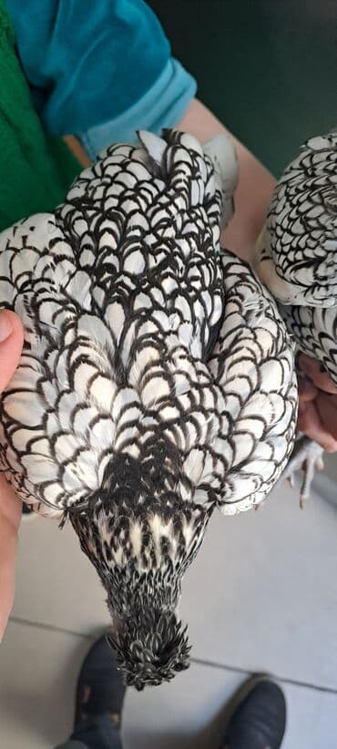 cins inekler: Toyuq, Damazlıq — 2