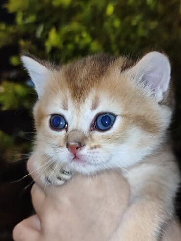 золотая шиншилла баку: Qızıl şinşilla, Dişi, Yaxşı əllərə, Pulsuz çatdırılma — 3