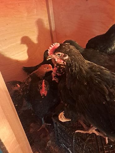 toyuq barter: Toyuq, Yumurtalıq — 3