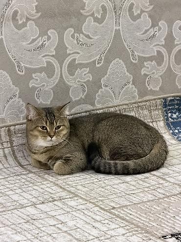 pi̇şi̇k: Qızıl şinşilla, Dişi, Ünvandan götürmə, Ödənişli çatdırılma — 4