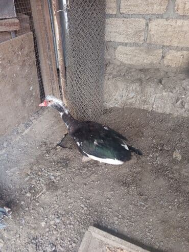 heyvan bazari inekler: Salam yerli və cins ördəklər satılır 20-70 manat arası ünvan Gəncə - — 8