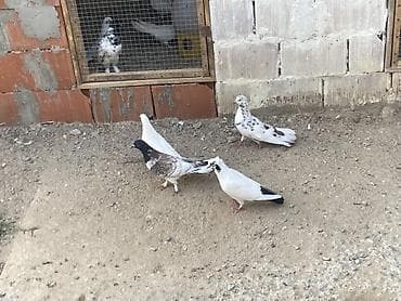 heyvanlar quşlar: Tutulma heyvanlar ünvan Fatmayi — 1