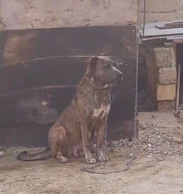 it davasi 2019: 2 il, Dişi — 1