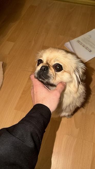 tula it: Yaxşı əllərə — 4