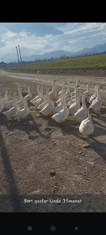 Linda sortu qazlar - Cins: Linda (ağ rəngli, iri cüssəli) -