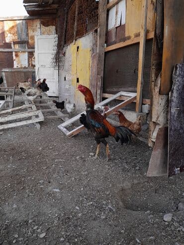 pişik şəkilləri: Məhsul: Xoruz (yerli döyüş/əsilzadı tipli) Təsvir: - Uzun bədənli — 12