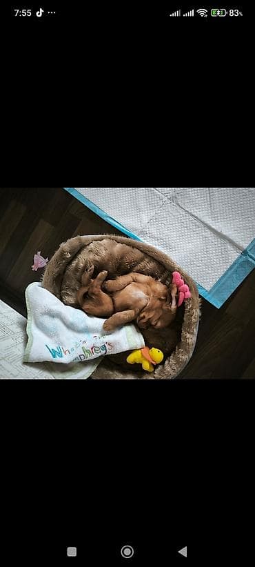 Quşlar: Saf qızılı-qəhvəyi rəngli, kiçik ölçülü balaca it balası (yavru) — 2