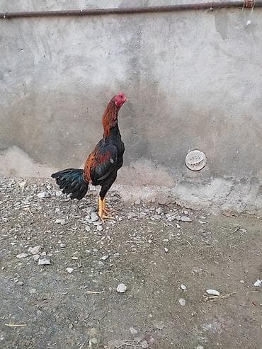 С/х животные и товары: Məhsul: Uzunboy (Malay/Asil tipli) döyüş tipli xoruzlar Təsvir: - — 6