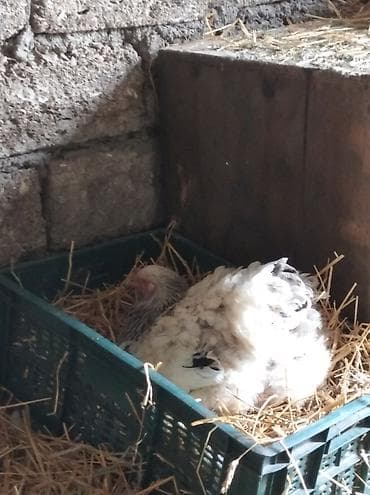 pişik cut: Salam aleykum. satışda bir cüt Brama var. xoruz yeni ayılıb. xoruzluq — 2