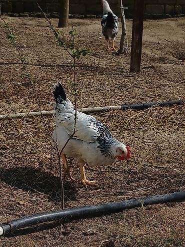 Quş əti: Toyuq, Damazlıq, Ünvandan götürmə — 5