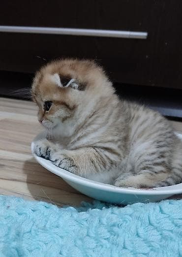 it heyvan: Qızıl şinşilla, Dişi, Yaxşı əllərə, Ünvandan götürmə — 4