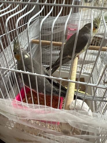 Другие животные: Korella tutuquşu Sarı Ana 1 yaş bala verən quşdur 2 ədəd bala 4 aylıq — 4