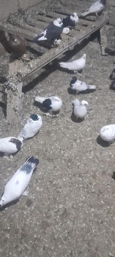 Собаки: Məhsul: 50ədedi Ev göyərçinləri (bir neçə cins və rəng) Təsvir: - — 4