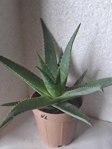 lövhə yazı: Aloe vera (sukkulent) – dekorativ və faydalı otaq bitkisi - Növ: Aloe — 3