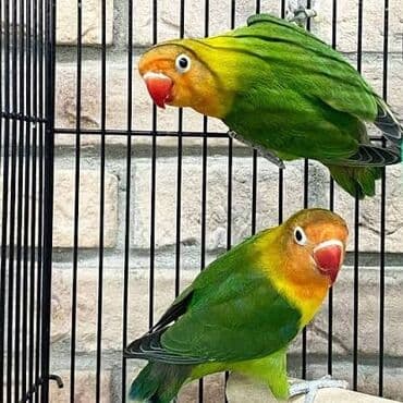 məhəbbət quşu qiyməti: Renge gore qiymetler deyisir — 5