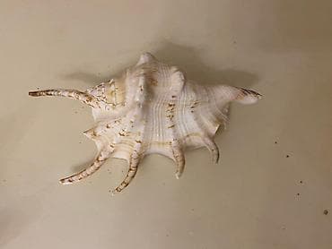 Tebii baliq qulagi.Kırımdan