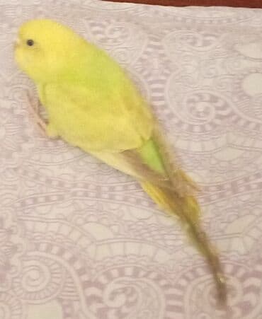 Məhsul: Dalmatialı/“albino” tonlarda ağ və limon-sarı rəng lalafo.az -da Məhsul: Dalmatialı/“albino” tonlarda ağ və limon-sarı rəng