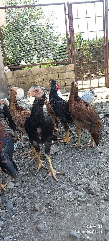 Təmiz qan 2 aylıq tam sağlam daş pipik,badam pipik heyratılar.Unvan — 8