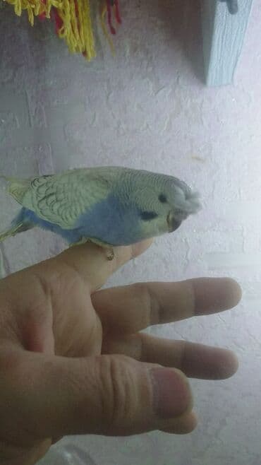 попугай ара цена: Попугаи — 25