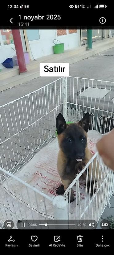 xamilyon heyvan: Belçika çoban iti — 2