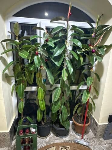 фикус дельтовидный: Fikus təbii elastika (rezin ağacı) – ev/ofis üçün iri ölçülü — 1