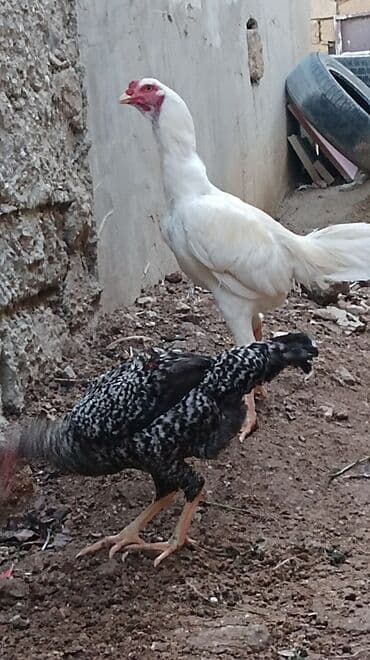 brama toyuqları: Петух, лет: 1, Самовывоз — 7