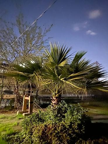 gece gunduz gulu: Dekorativ palma ağacı – fan formalı yarpaqlar - Növ: Fan palmaya — 1