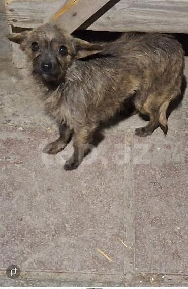 2 il, Dişi, Peyvəndli, Ödənişli çatdırılma — 1