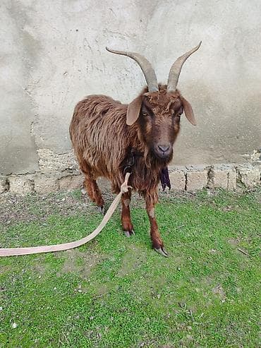 Qəhvəyi rəngli uzun xallı yunlu keçi - Cins: yerli dağ tipi (təbii