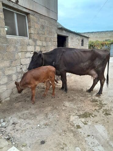 heyvan bazari inekler: Inəklər, öküzlər — 3