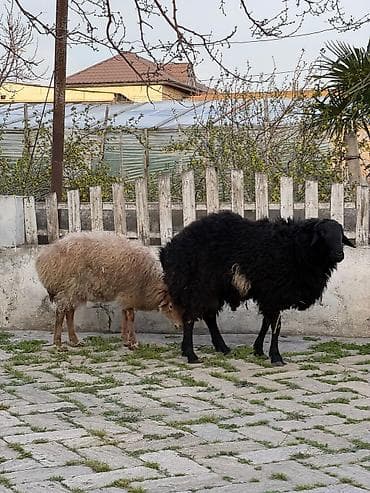 Рогатый скот: Qoç satılır .yaş yarımlıqdı .iri hündür qoçdu . real alıcı zəng vursun — 4
